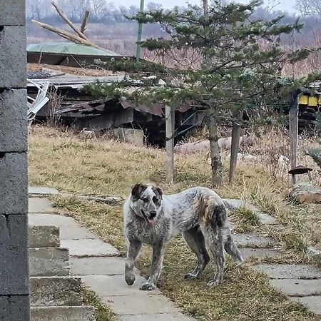 Pensiunea Agroturistica Casa Sirca Boghis Bagian luar foto